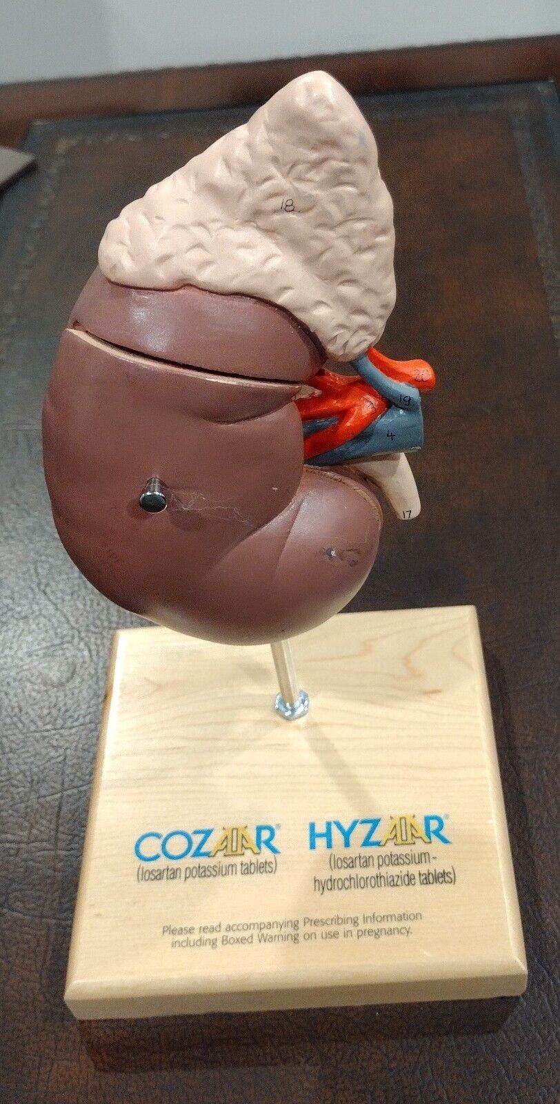Merck Anatomical Kidney Doctors’ Office Model Cozar/Hyzar Advertising