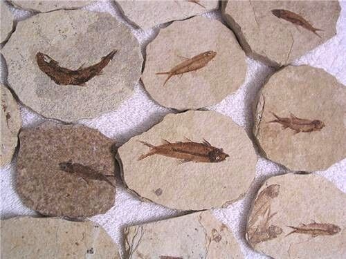 Knightia fossil fish in matrix Wyoming USA 1 fish fossil plate per winner
