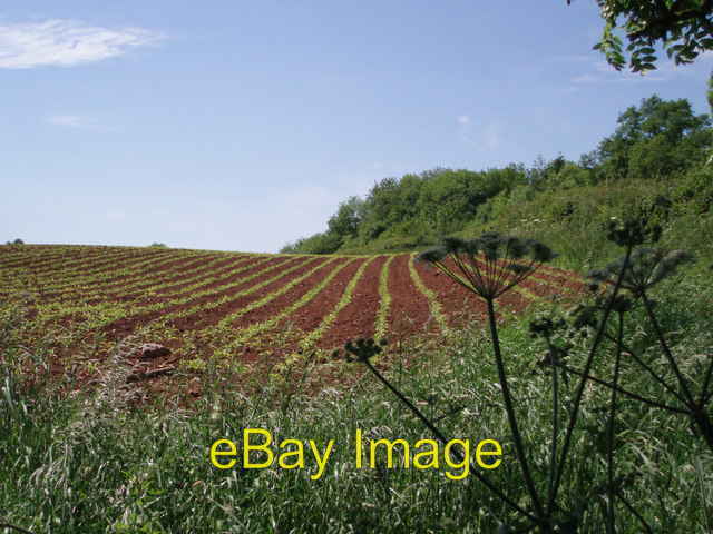 Photo 6x4 Signs of life Croscombe New crops beginning to grow in a field  c2006