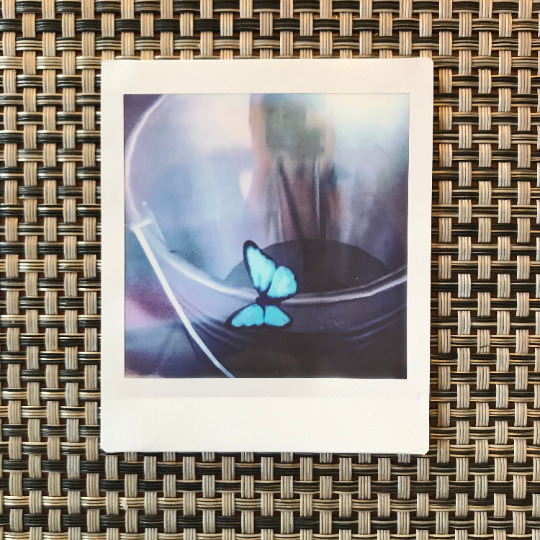 Life is Strange Prop: Blue Butterfly Instant Film