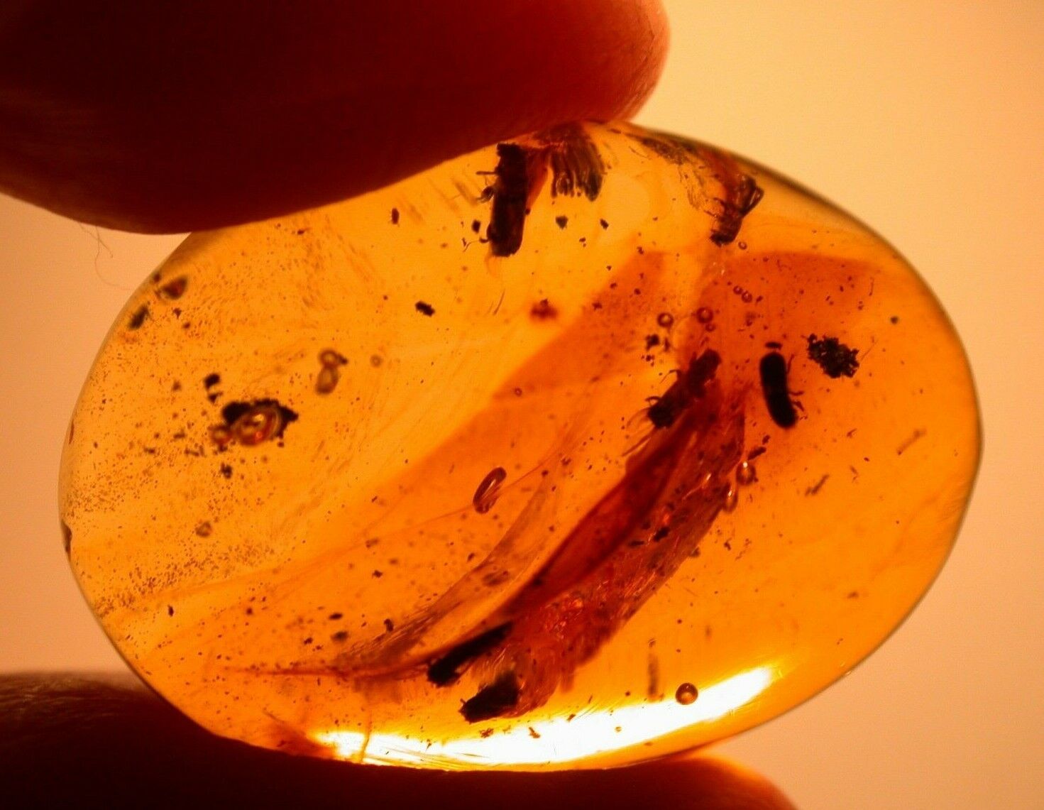 Group of 7 Beetles in Authentic Dominican Amber Fossil Gemstone Cabochon
