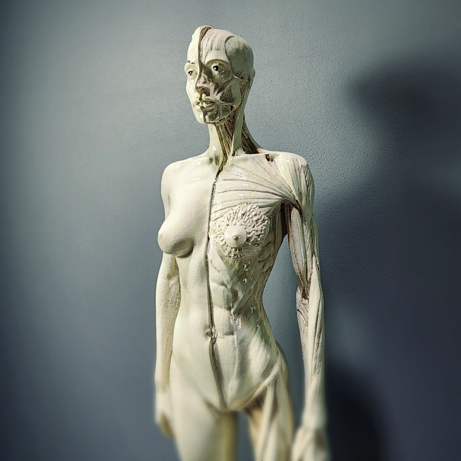 Anatomical Female Medical Model with Muscles, Oddities Curiosities