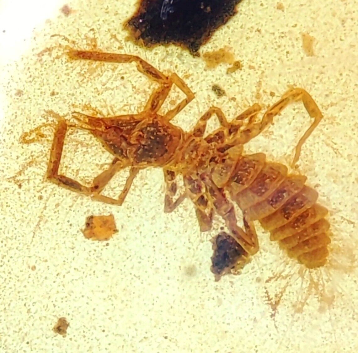 Uber rare extinct Solifugae ( sun or camel spider ) in Burmite amber fossil