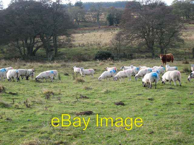 Photo 6x4 Testosterone fuelled Field on South Healey farm occupied by bo c2007