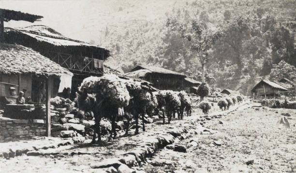 Mt Everest Climb Mules Bringing Wool From Tibet 1921 OLD PHOTO