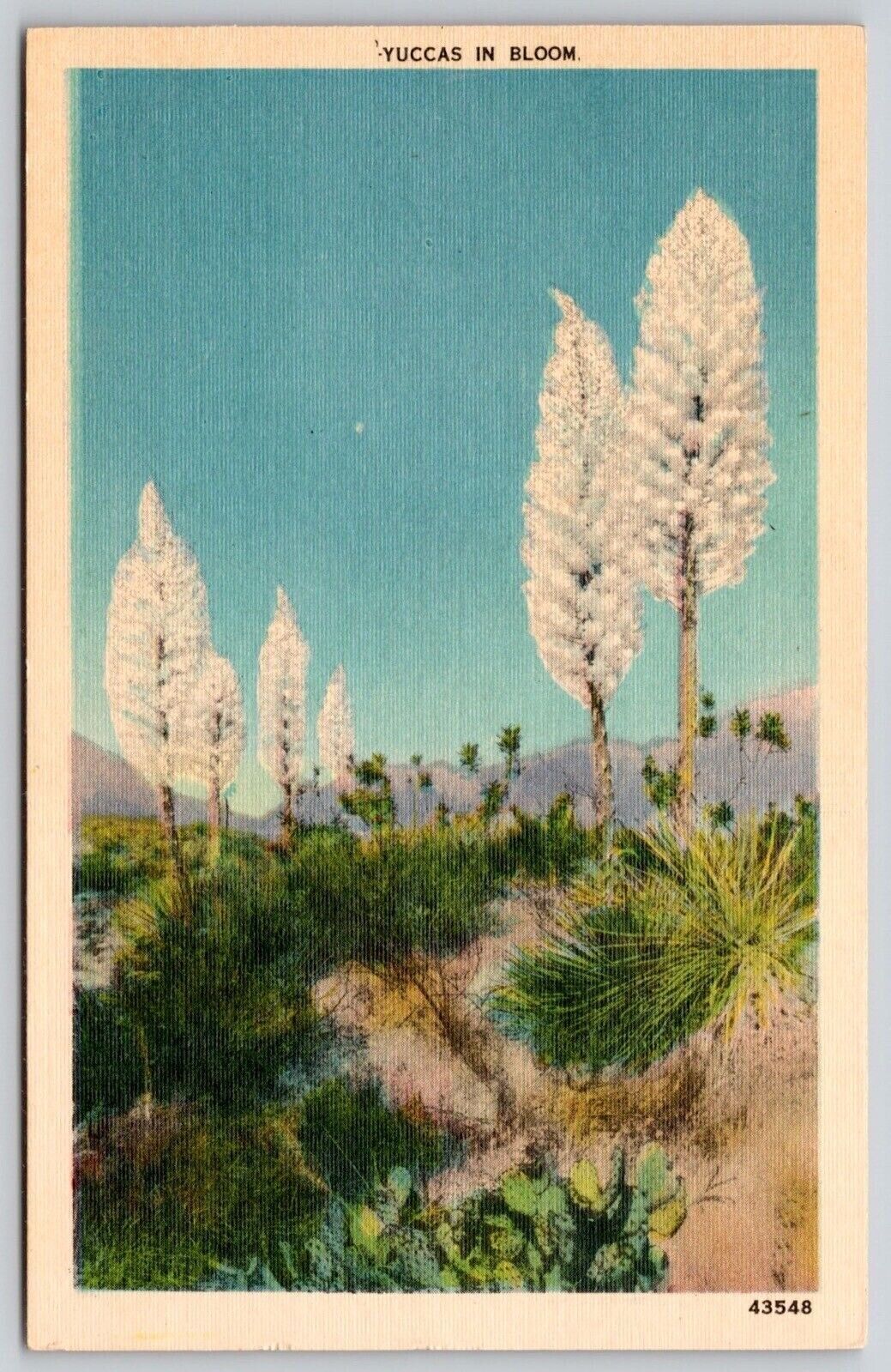 Blooming Yuccas Desert Vegetation Floral Flower Mountain Linen Vintage Postcard