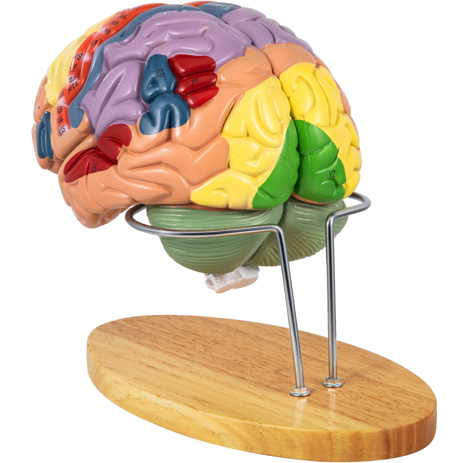 VEVOR Human Brain Model Anatomy Model of Brain 4-Part Brain Teaching w/ Labels