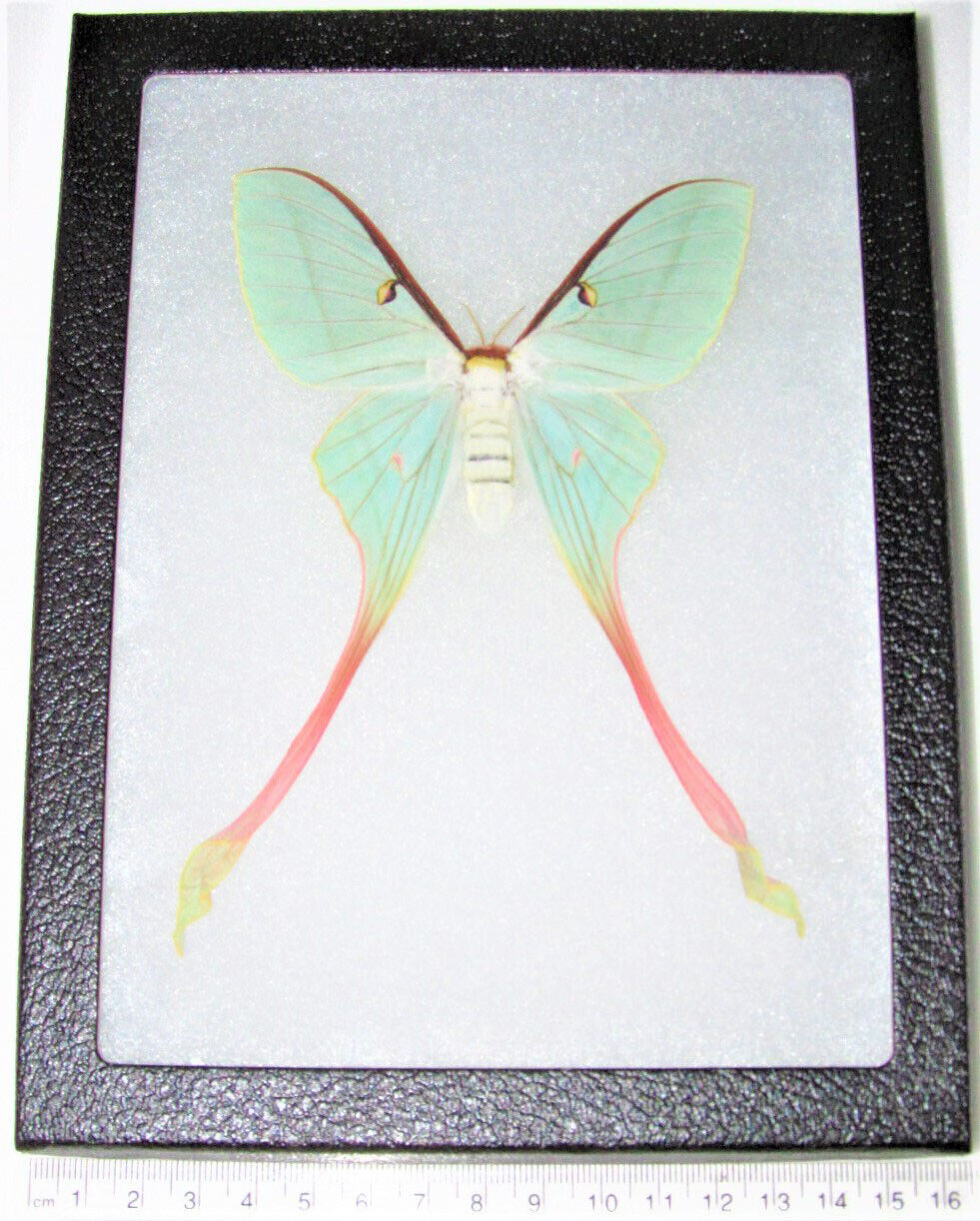 Actias dubernardi pink green saturn moth female China framed