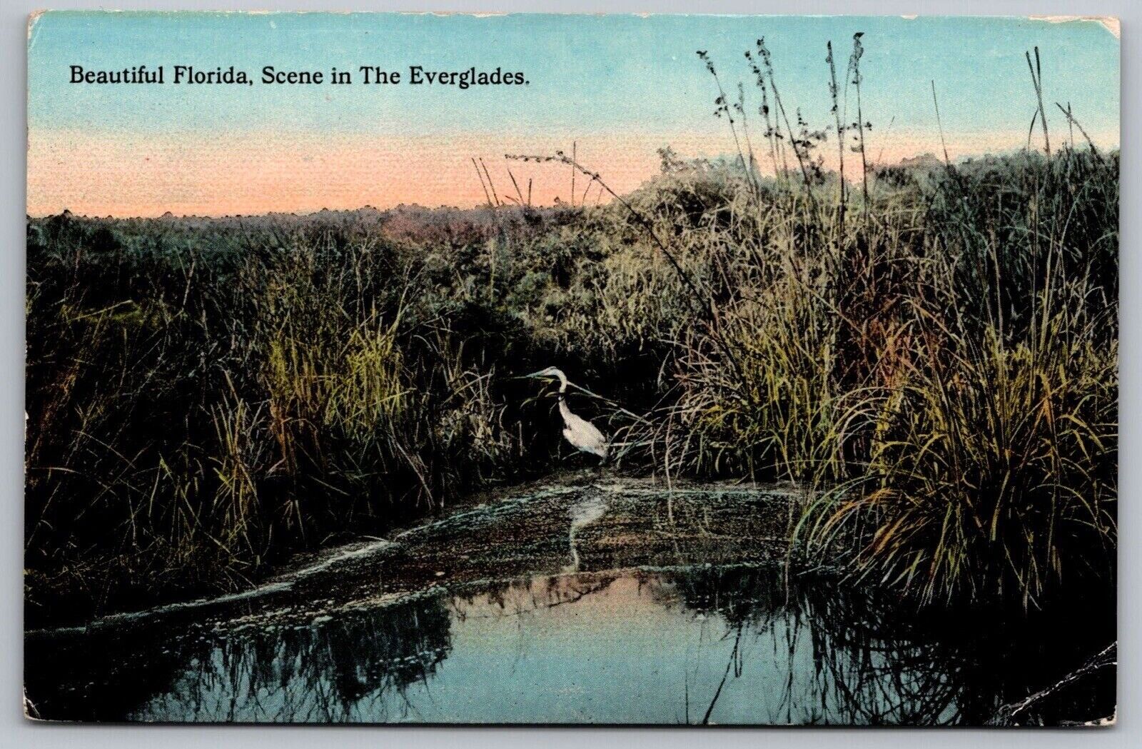 Florida Everglades Tropical Birds Waterfront Reflections Marsh Swamp Postcard