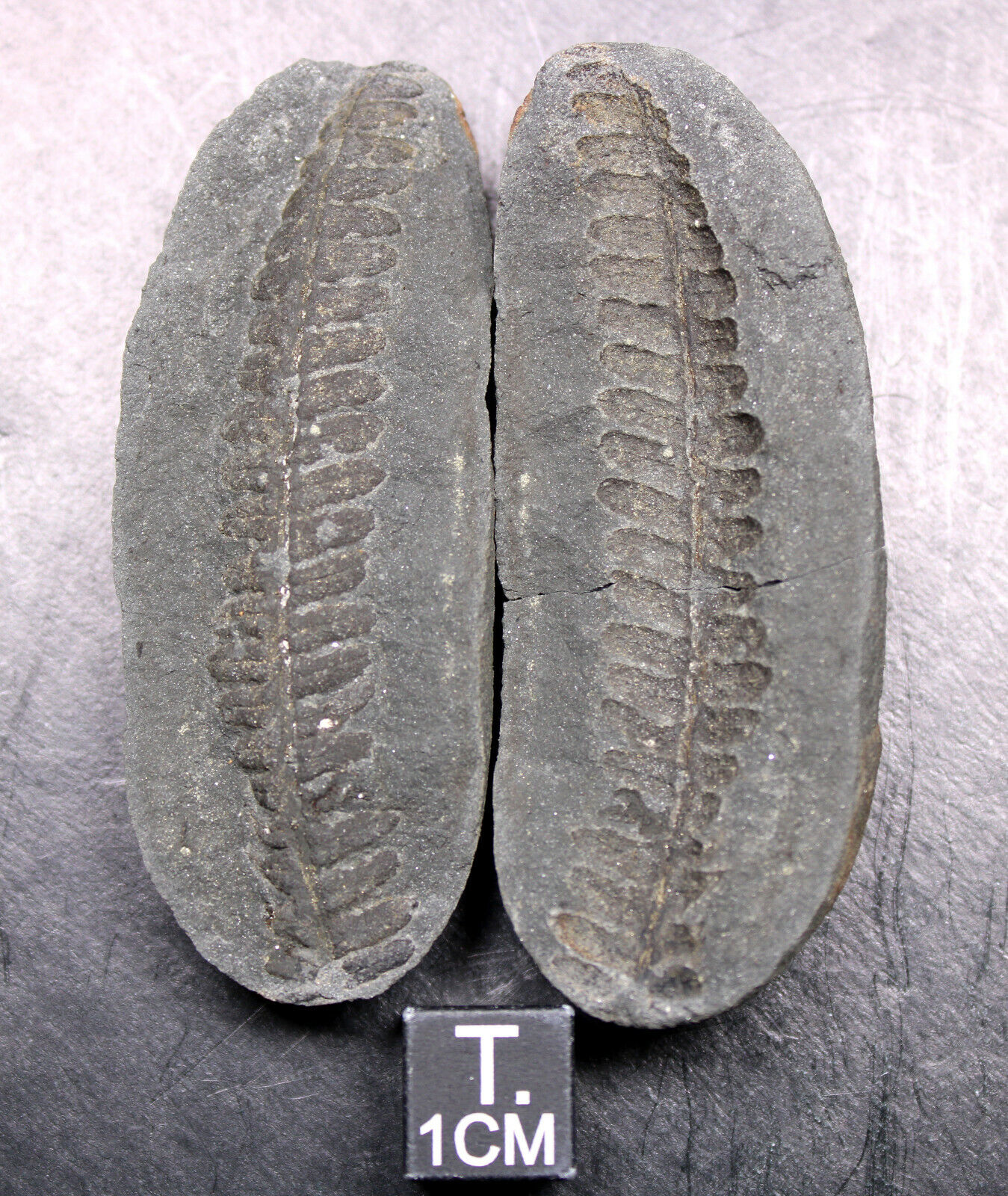Mazon Creek Black Pecopteris Fern Fossil - Carboniferous Plant