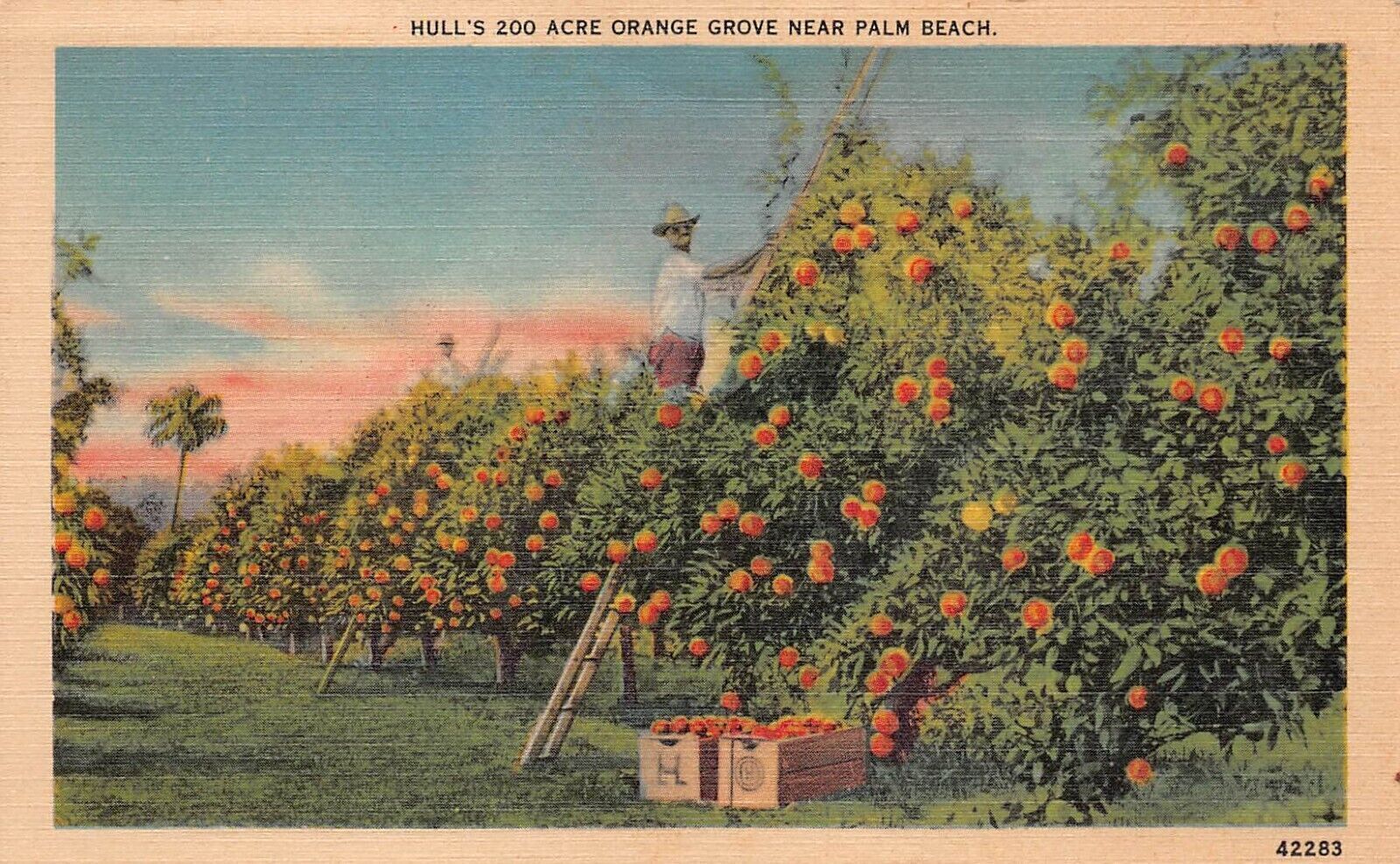 Jupiter Florida FL Hulls Orange Citrus Groves Destroyed 1933 Hurricane Postcard