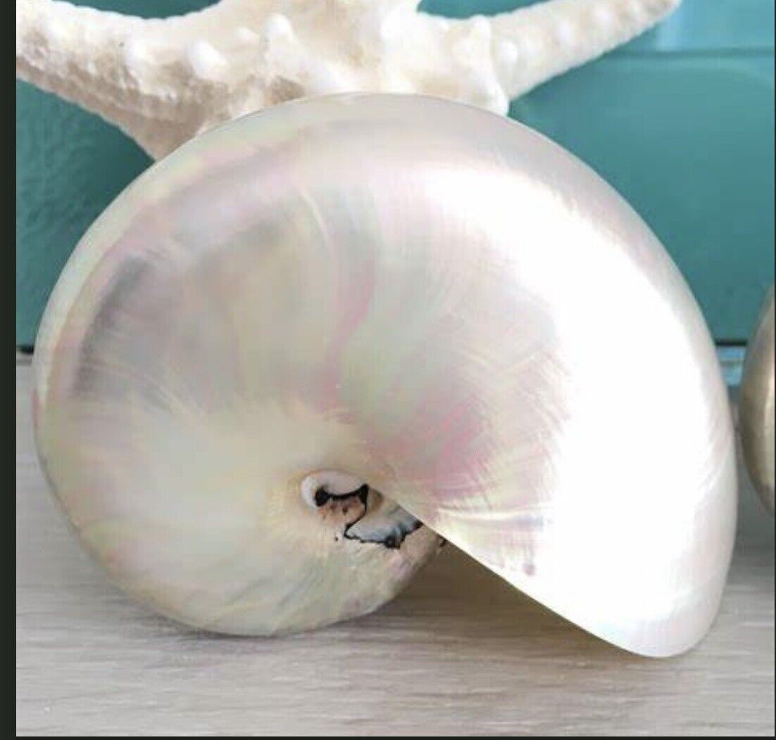 Pearl Nautilus Seashell  2-3”  Whole Chambered PERFECT  Home Decor Weddings