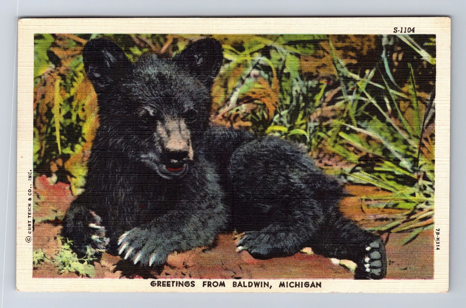 Baldwin MI-Michigan, General Greetings, Black Bear Cub, Vintage c1949 Postcard