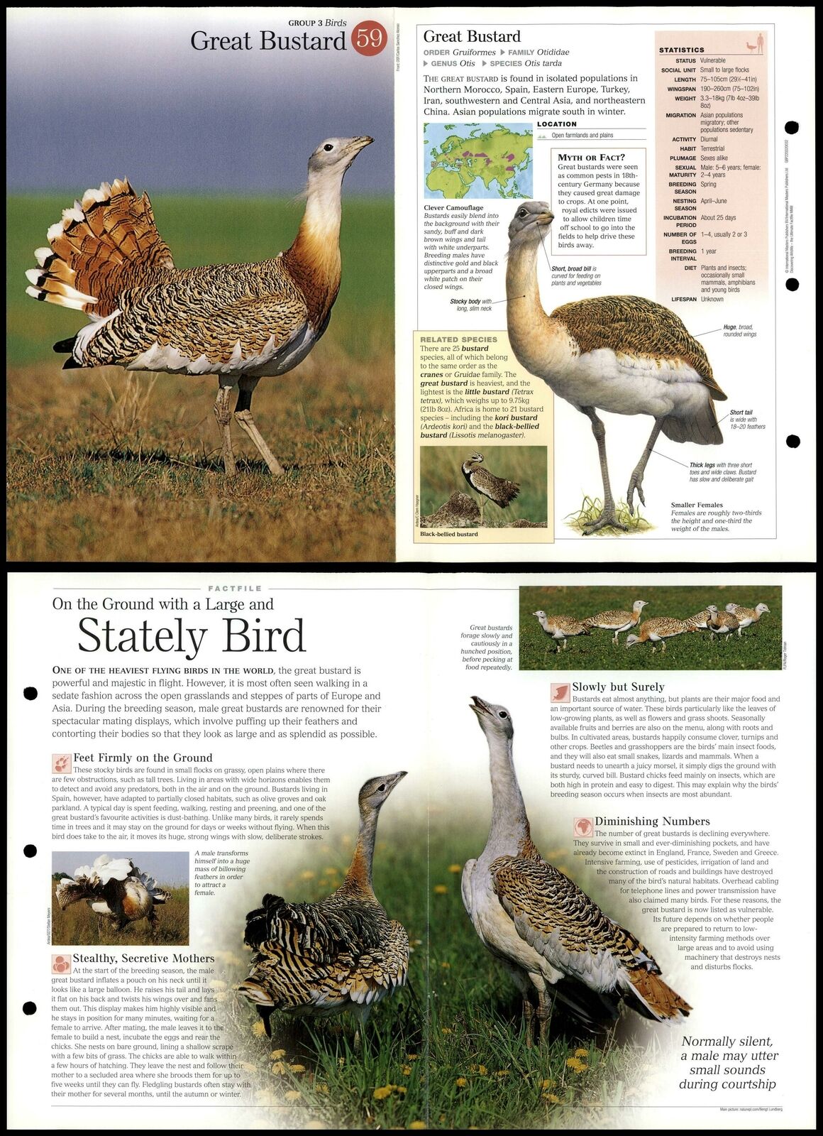 Great Bustard #59 Birds - Discovering Wildlife Fact File Fold-Out Card