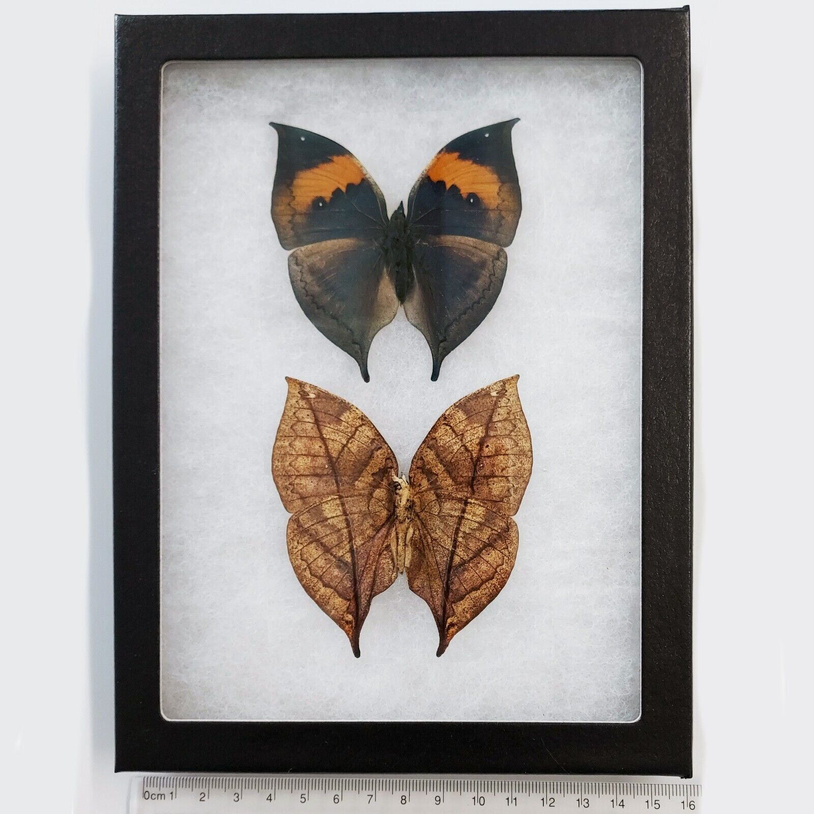 Kallima inachis VERSO + RECTO leaf mimic butterfly China FRAMED PAIR