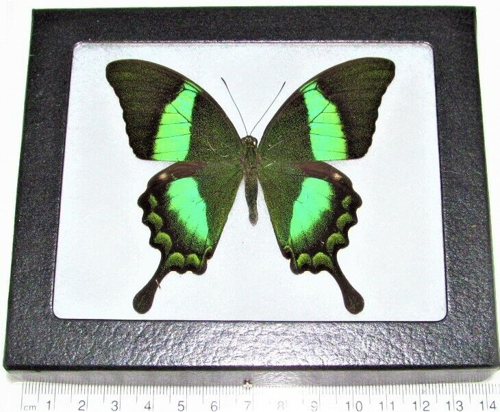 Papilio palinurus REAL FRAMED BUTTERFLY BLUE GREEN SWALLOWTAIL INDONESIA