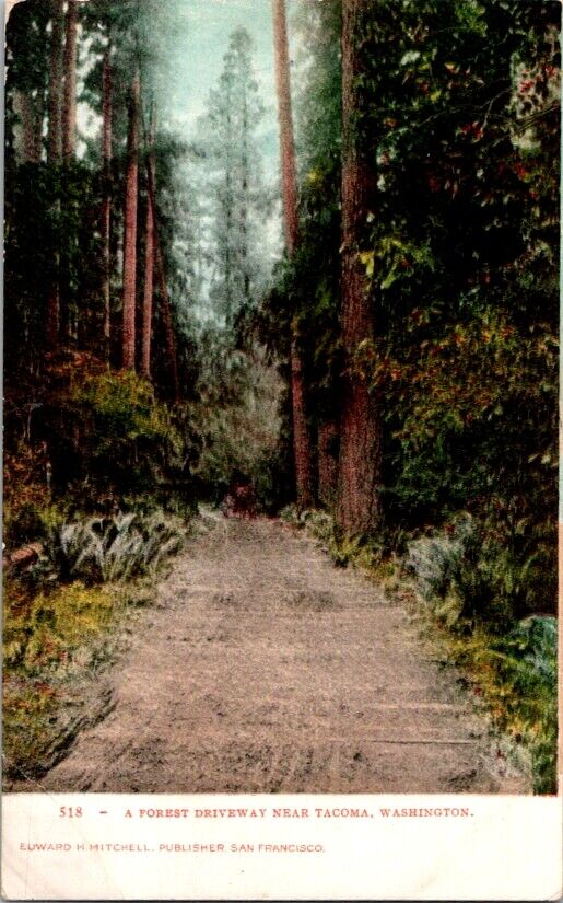 Vintage Postcard A Forest Road near Tacoma WA Washington c.1901-1907       L-249