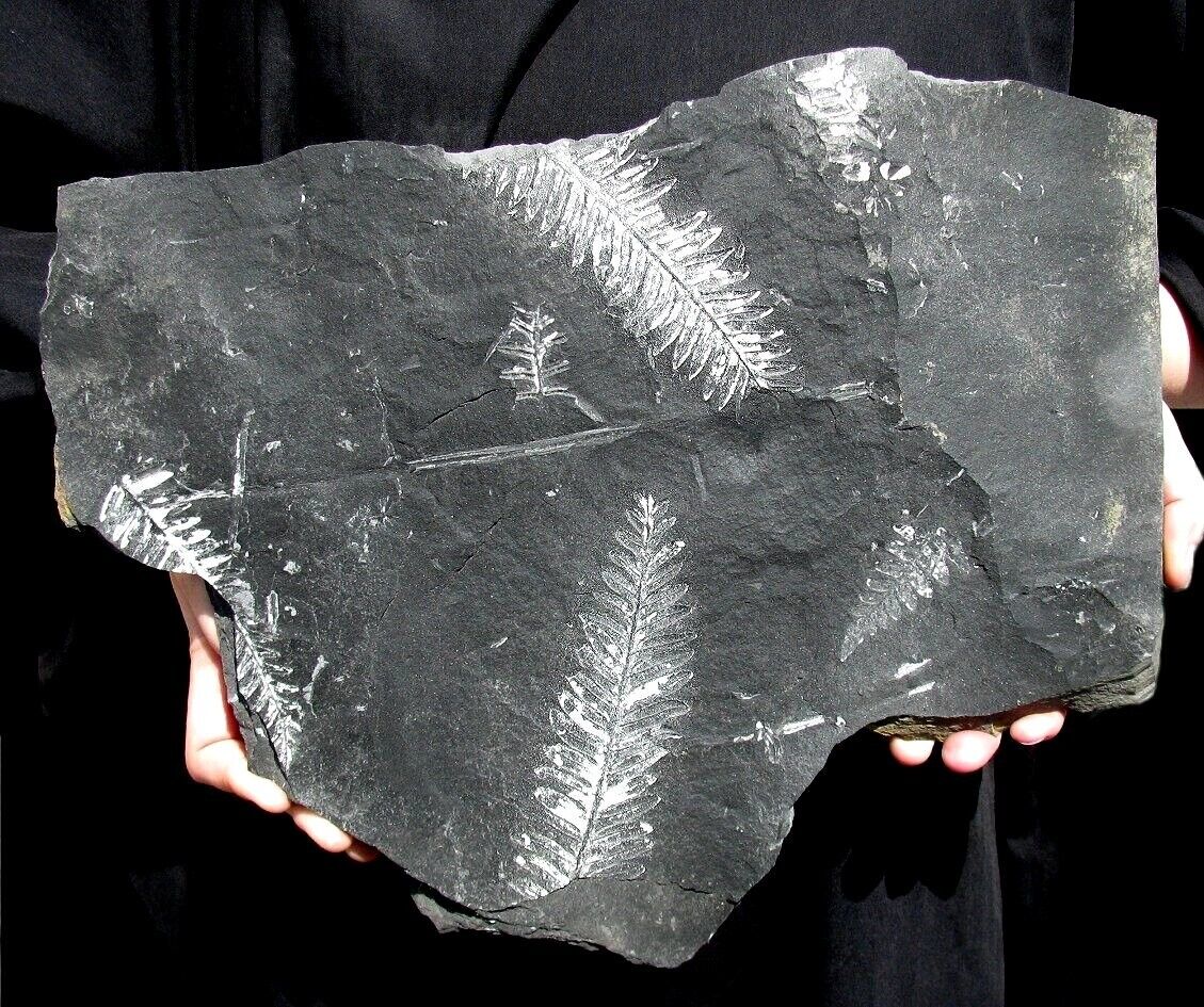 EXTINCTIONS- LARGE MULTIPLE PLATE OF WHITE FERN FROND FOSSILS- STRIKING DETAIL