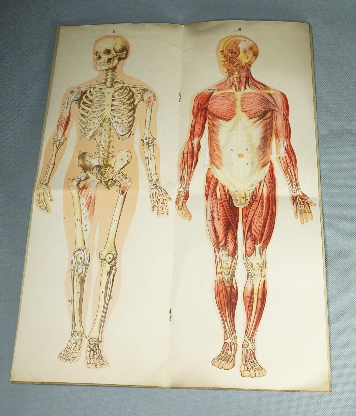 1935 Antique Human Body Male Anatomy Medicine Manikin Chart Pop-Up Lithography