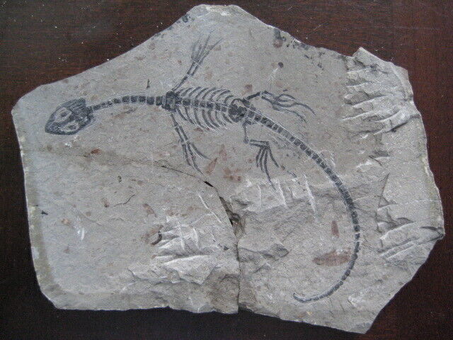  AMPHIBIAN-VERTEBRA-NOTHOSAURIA-JURASSIC-dragon dinosaur fossil-2