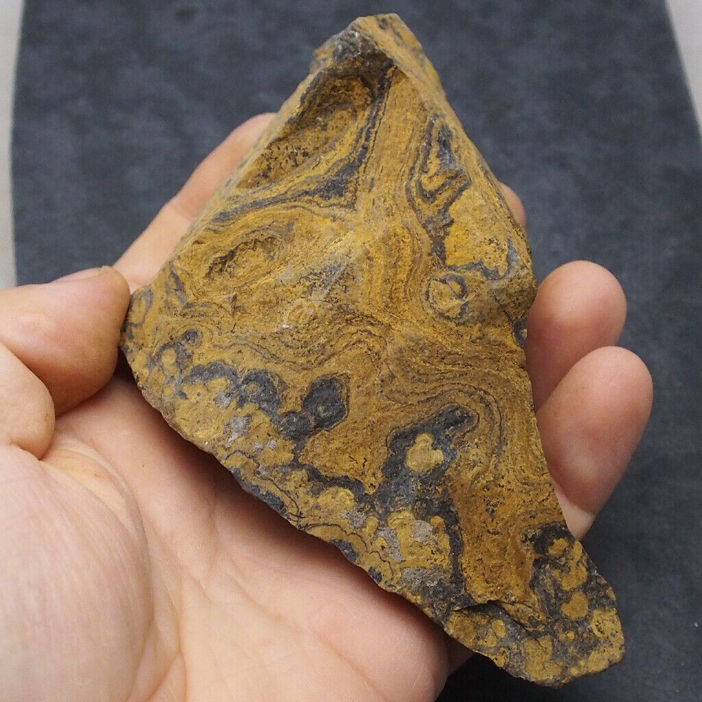 424 grams. Stromatolite Bolivia Upper Cretaceous Fossil Natural stone