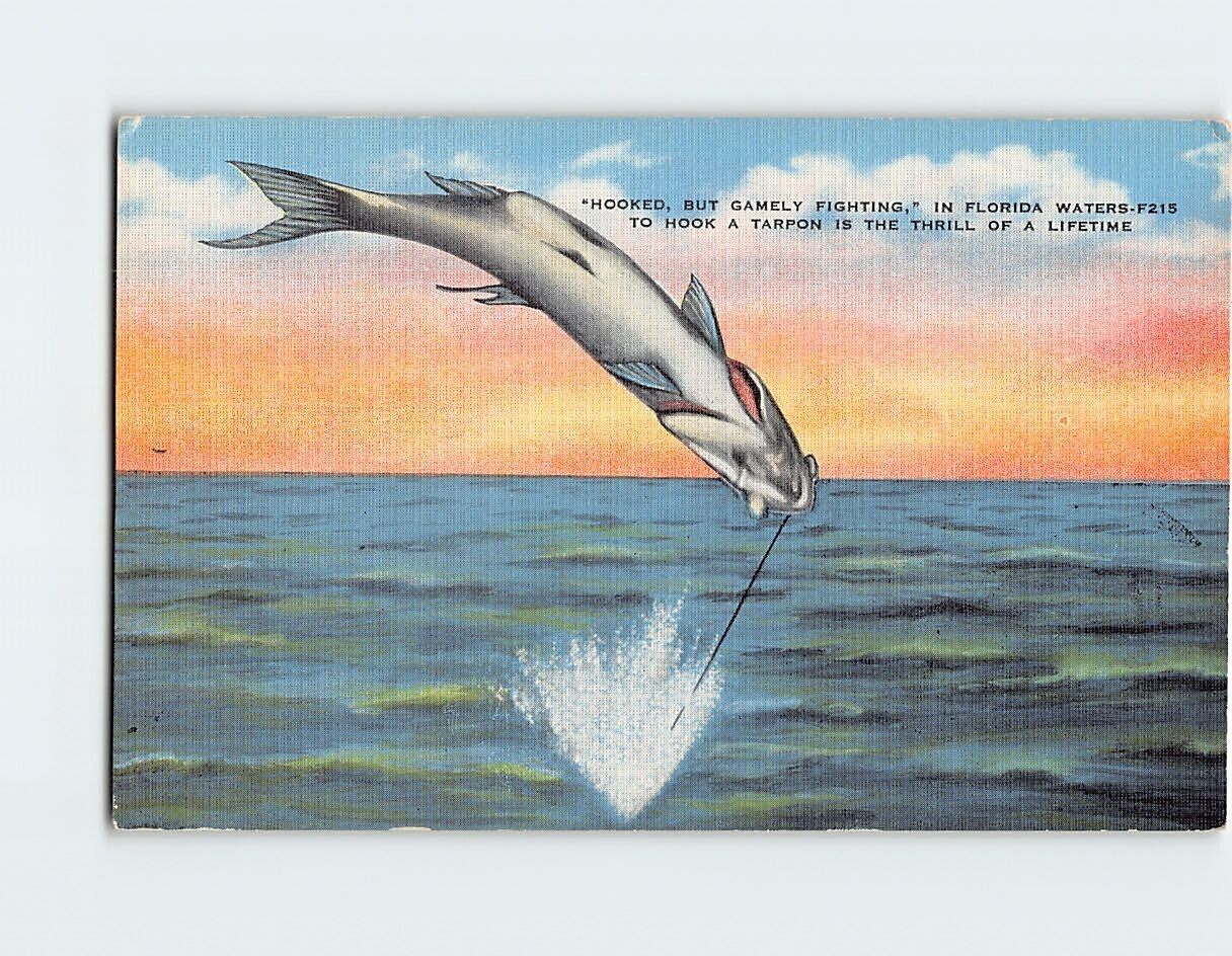 Postcard Hooked, But Gamely Fighting, in Florida Waters, Florida