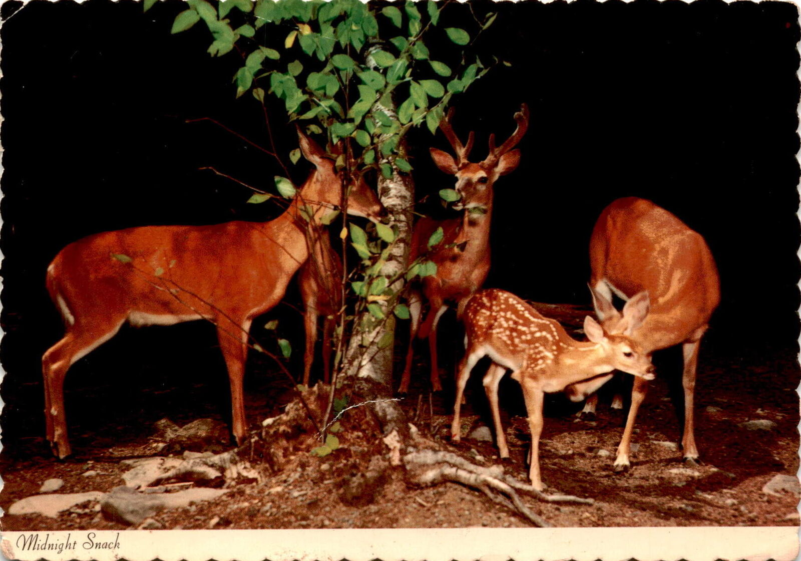 Winchester, VA Postcard: Journey, Destination & Whitetail Deer Habits