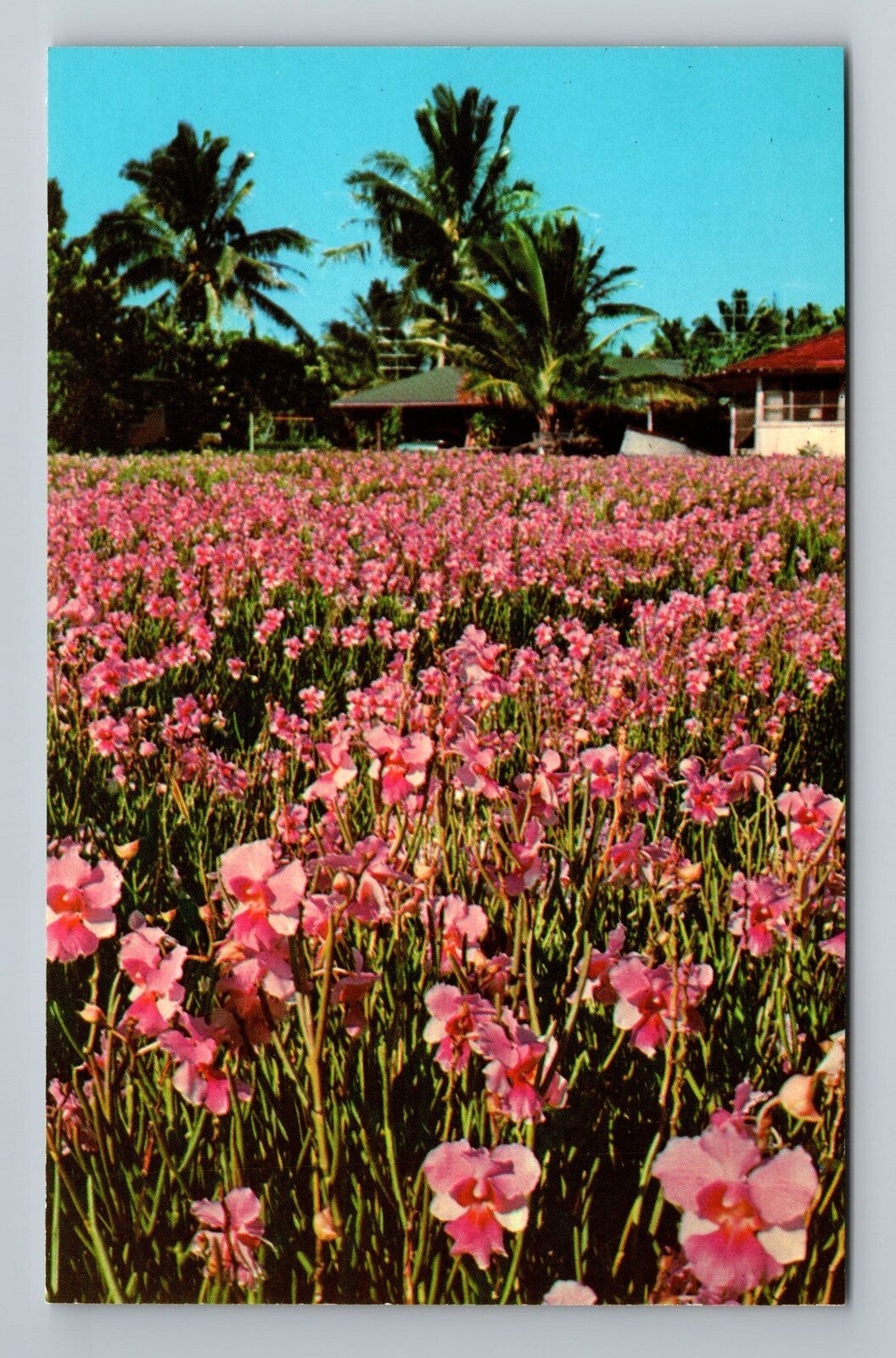 Kapoho HA-Hawaii, Vanda Orchids, Vintage Postcard