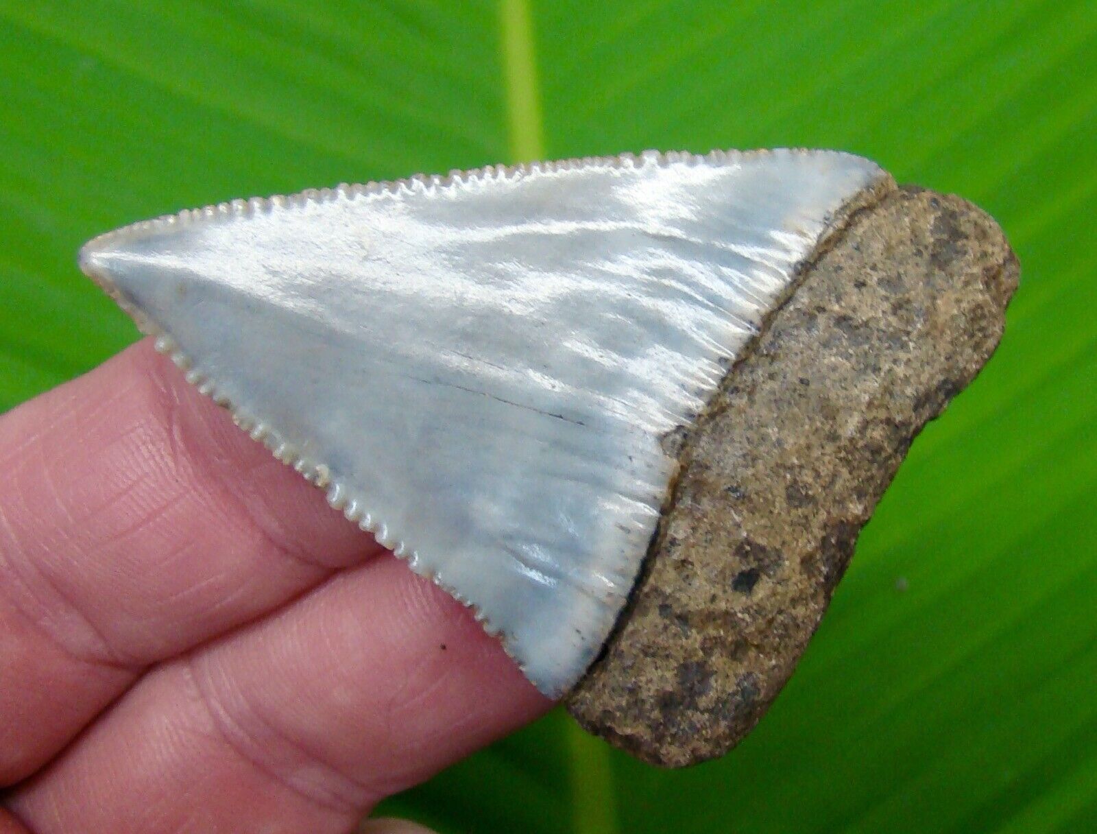 GREAT WHITE Shark Tooth - XL - 2 & 3/8 in.  RARE - LIGHT BLUE  & SERRATED 