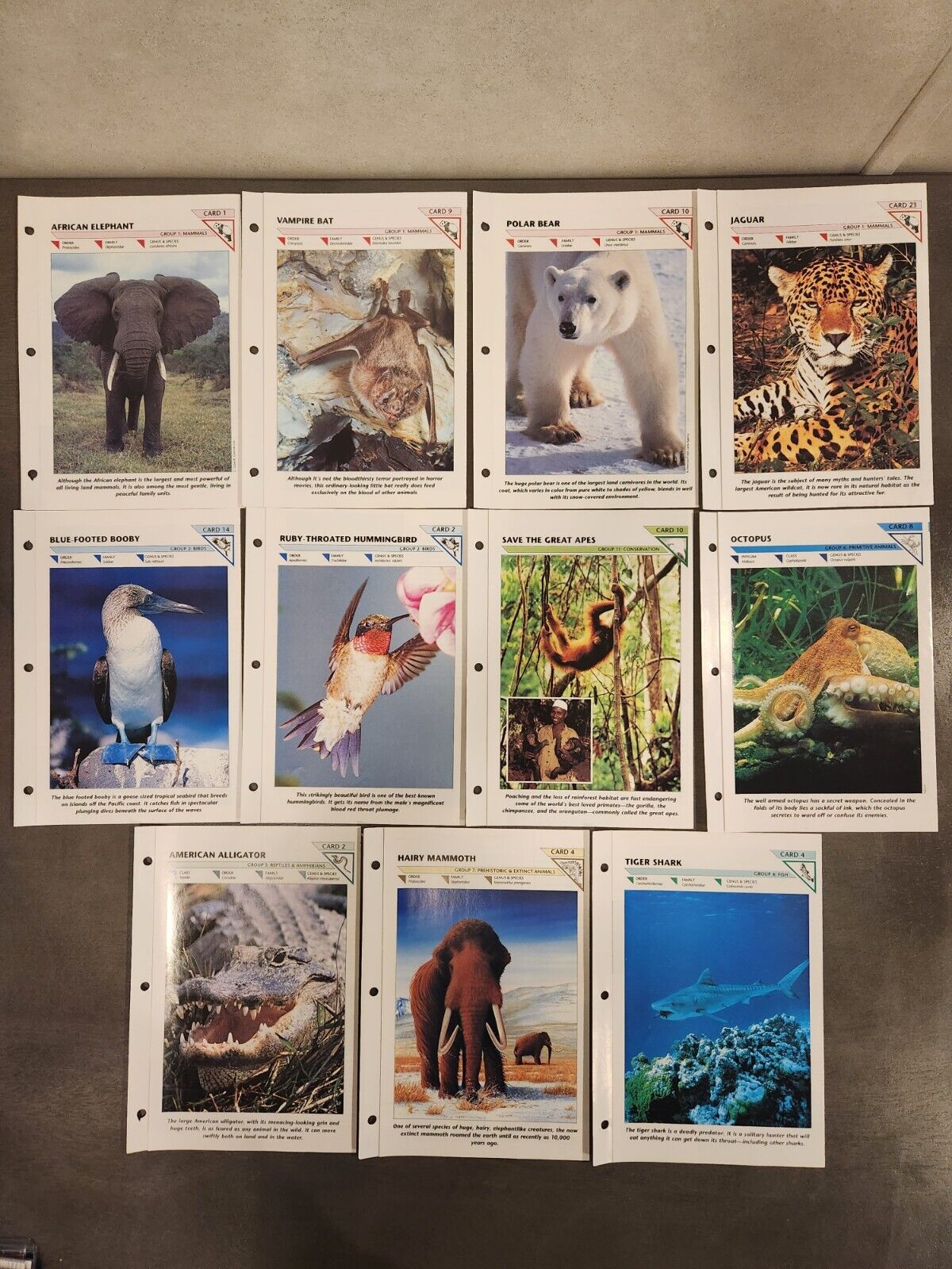 Wildlife Fact File Cards / Lot of 11 / 1991 / Good Condition