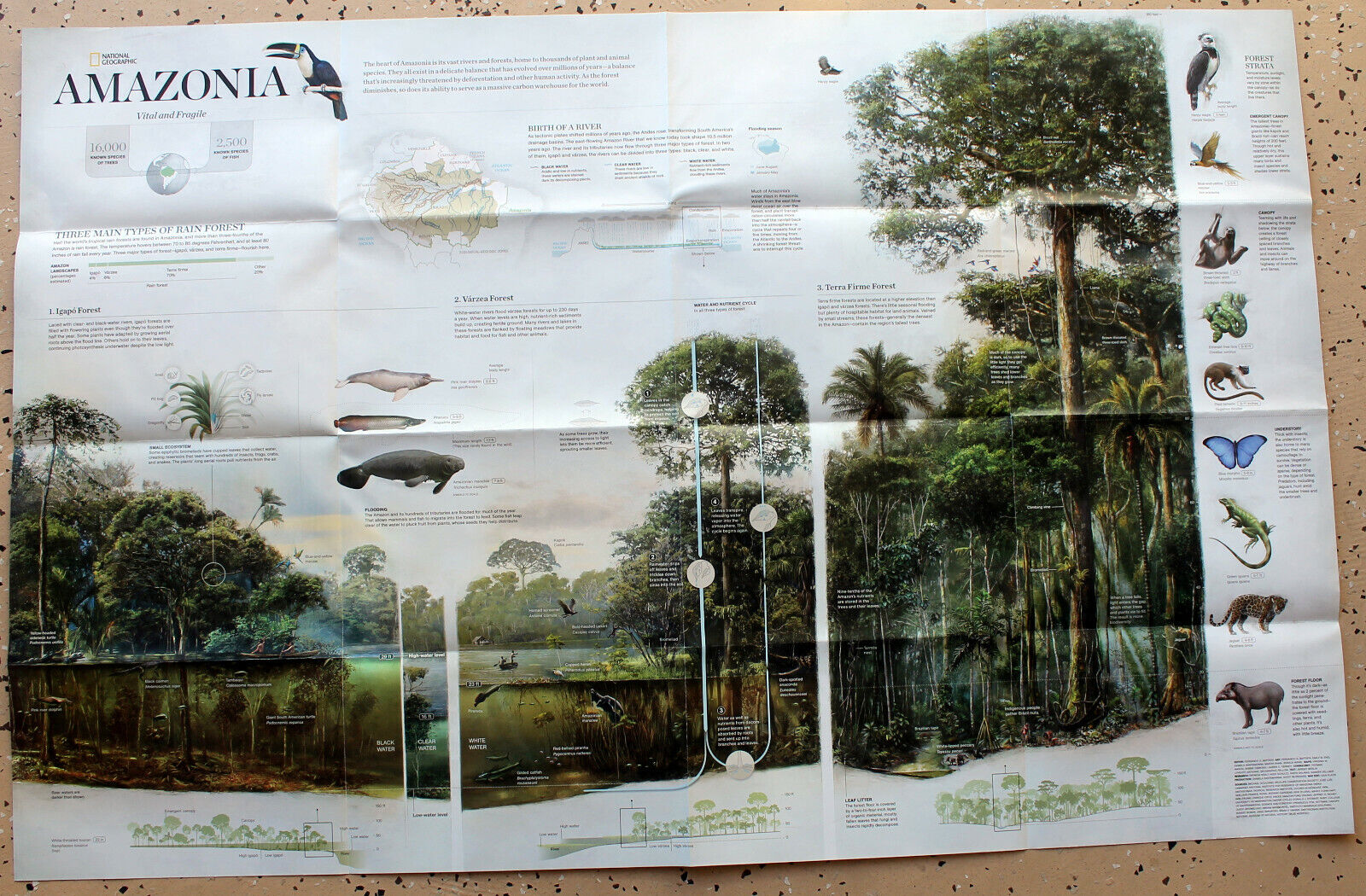 Amazonia The Human Impact  National Geographic Map Poster  2015