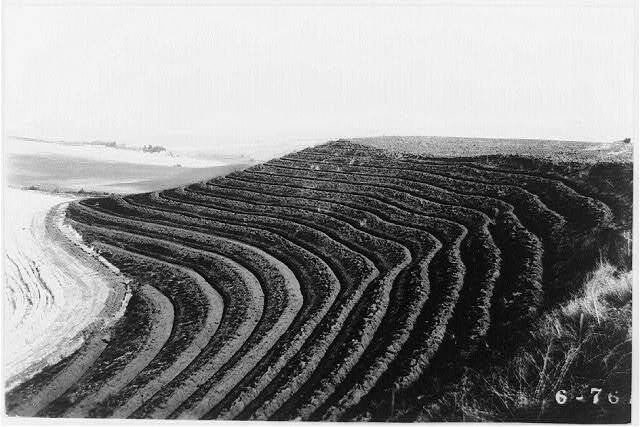 Terraces,trees planted to control Soil Erosion,Palouse Wheat Country,c1934