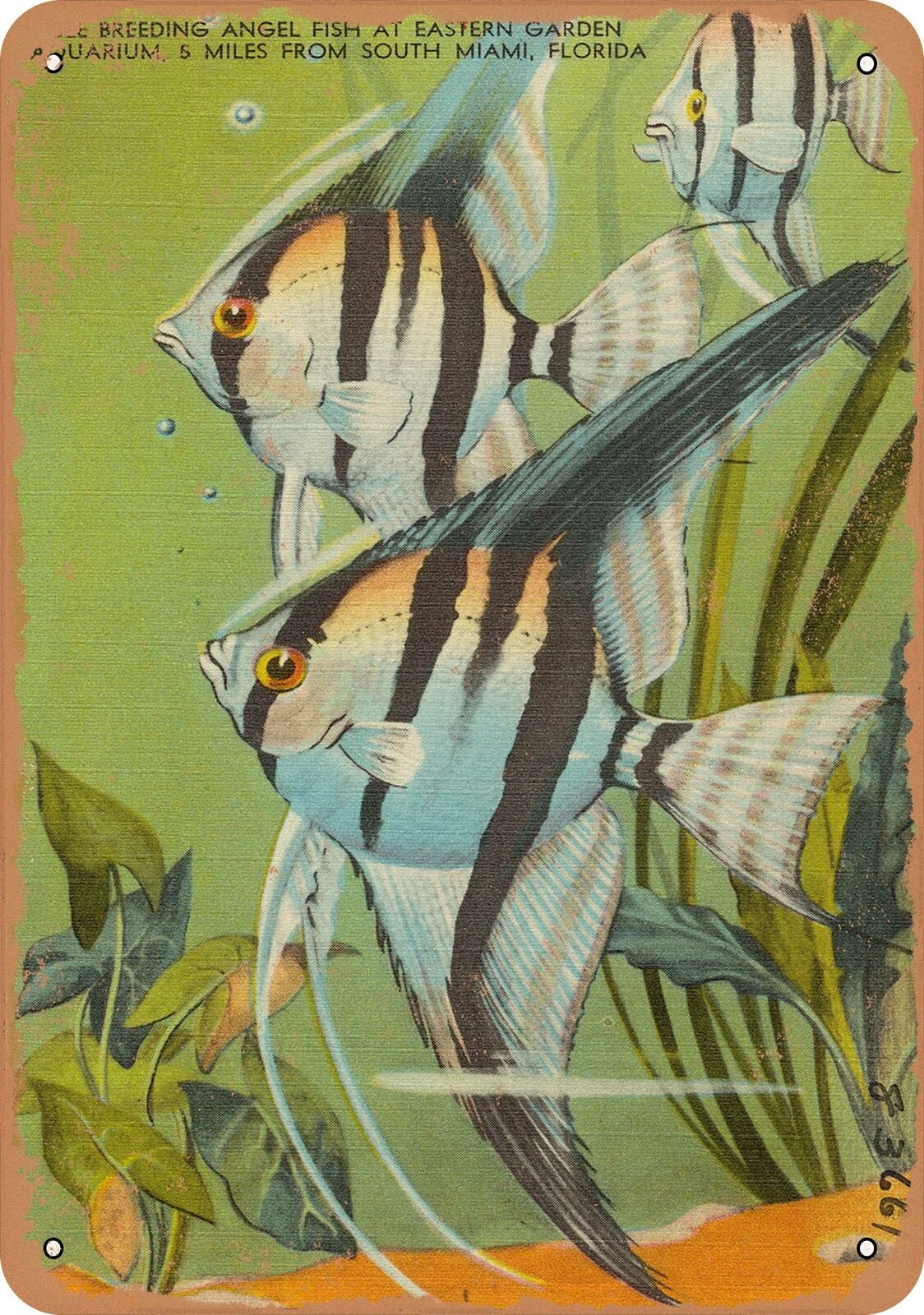 Metal Sign - Florida Postcard - Seeing breeding angel fish at eastern garden aq