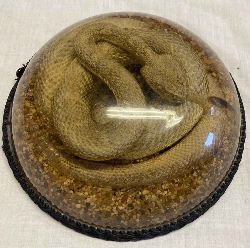 AMAZING RARE VINTAGE RESTING RATTLESNAKE in RESIN TAXIDERMY 9” Round Neat
