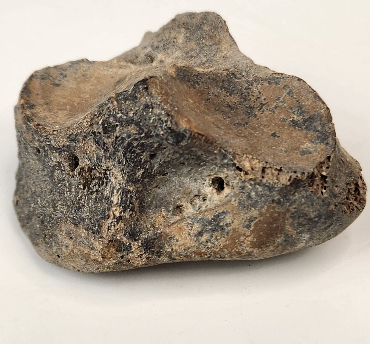 Unidentified Fossil Carpal or Tarsal Bone - Rhino or Giant Sloth - Florida