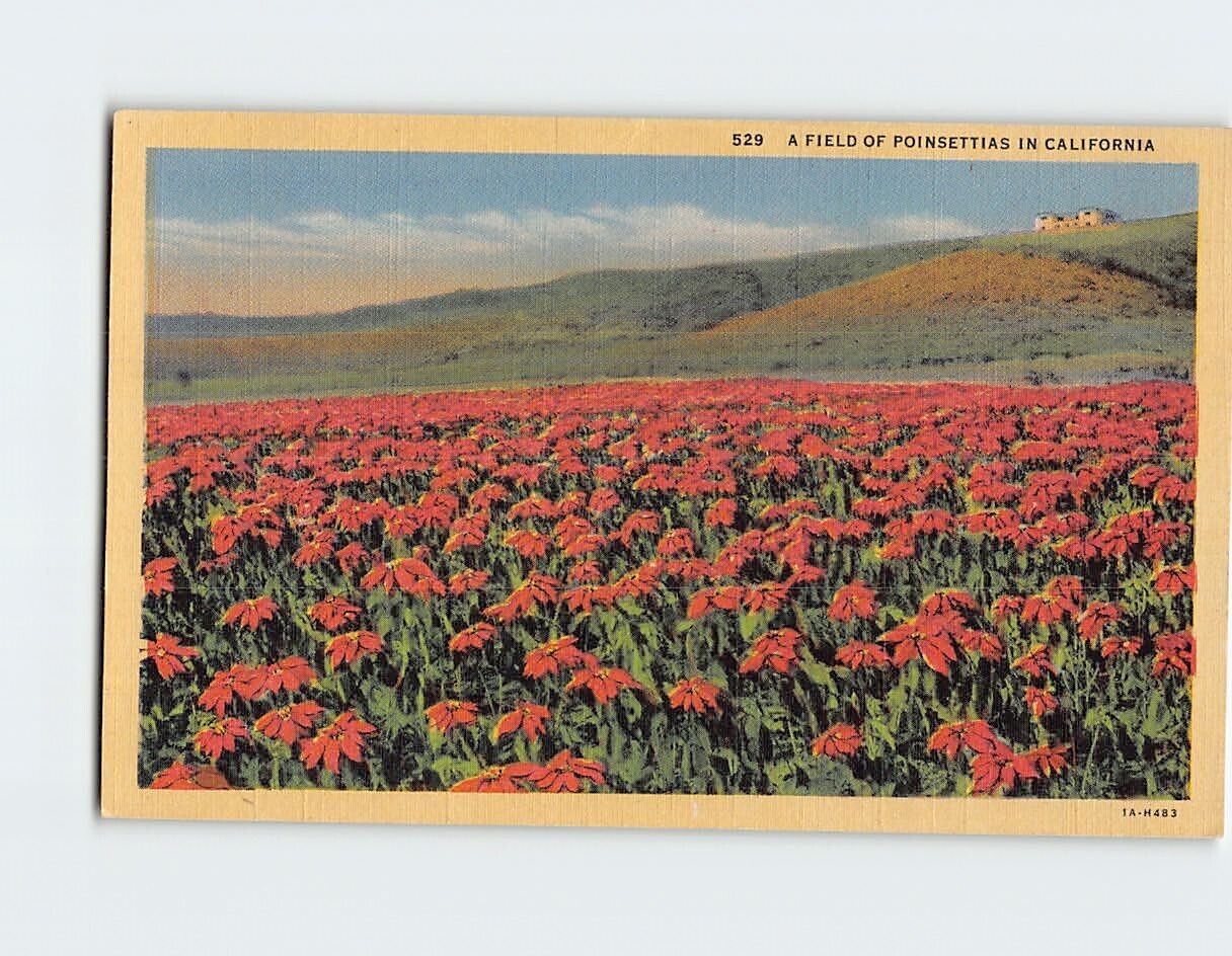 Postcard A Field of Poinsettias in California USA