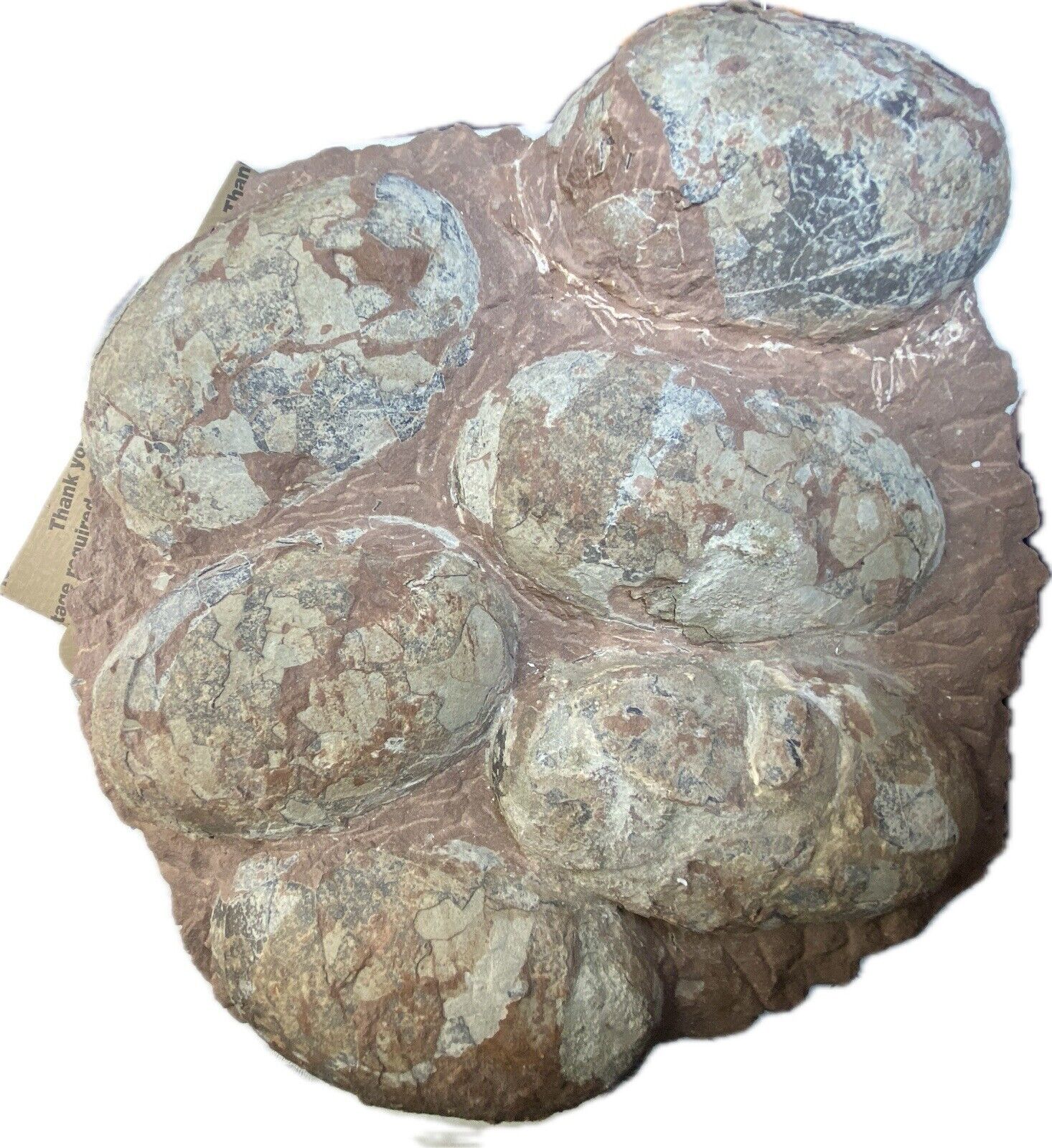 Dinosaur Fossil Egg Nest Six 3.5” WIDE Eggs Carnivorous Species HEAVY Nest