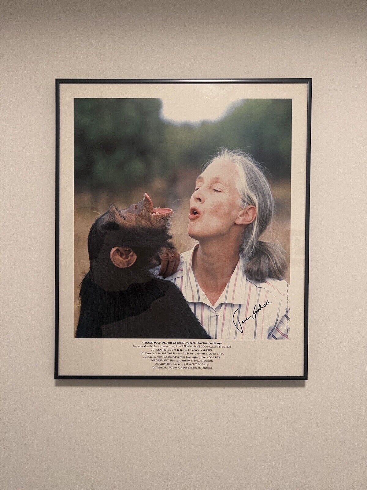 VINTAGE 1996 JANE GOODALL CHIMPANZEE AUTOGRAPHED SIGNED 90S FRAMED PRINT 18X21.5