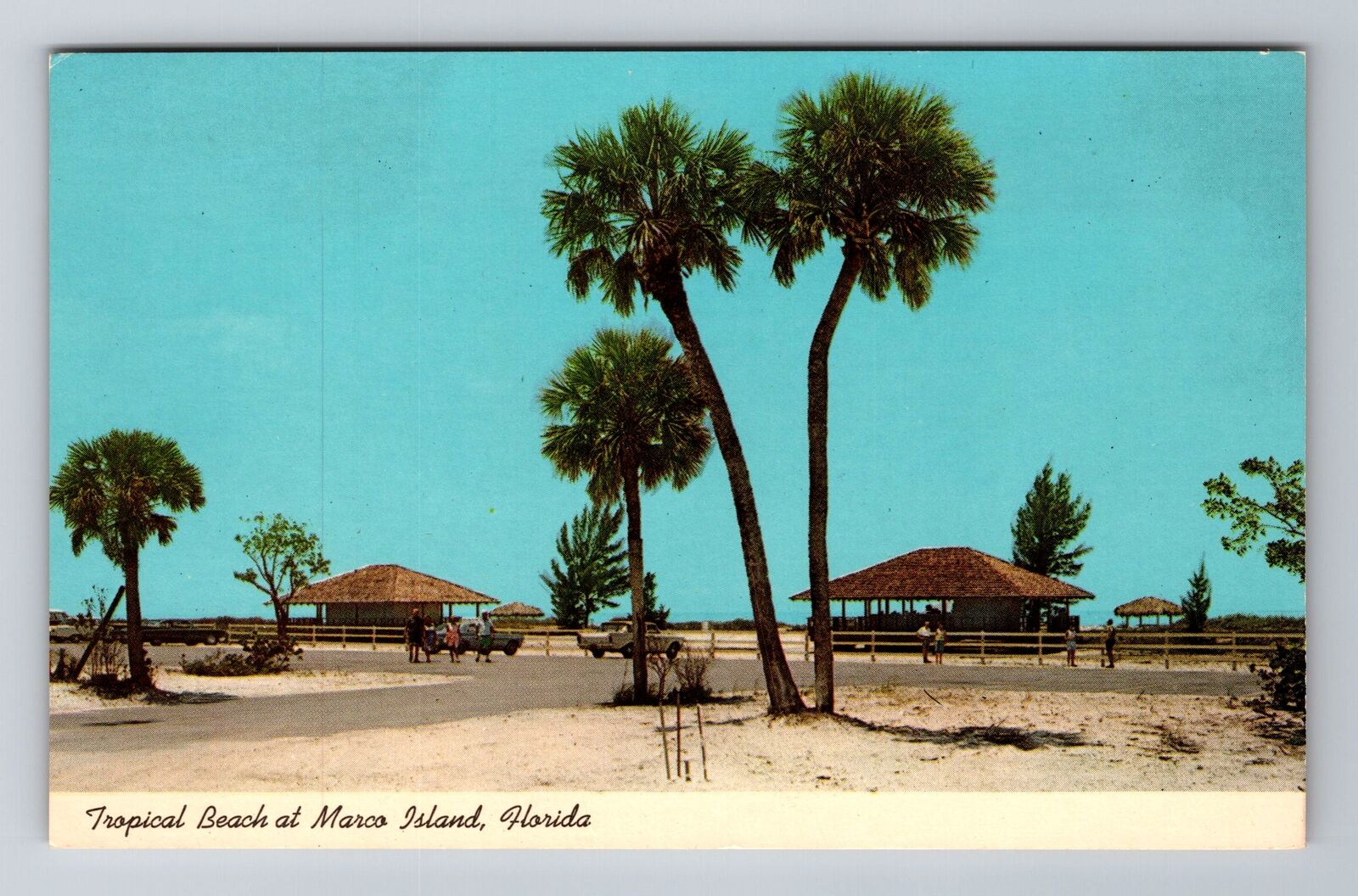 Marco Island FL-Florida, Tropical Beach, Antique, Vintage Souvenir Postcard