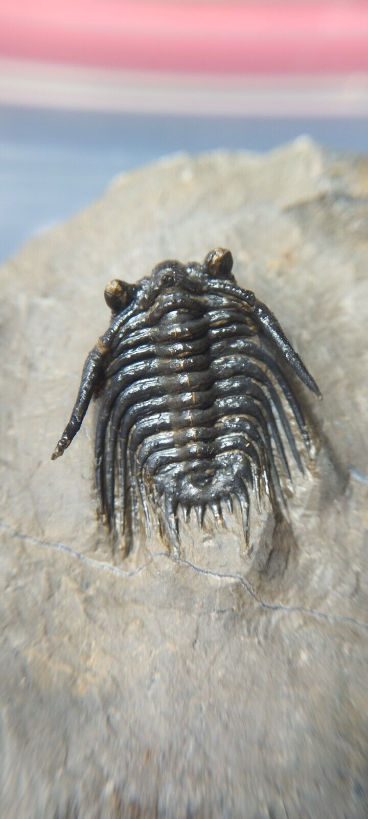 1inch Leonaspis Trilobite fossil From the Devonian of Morocco