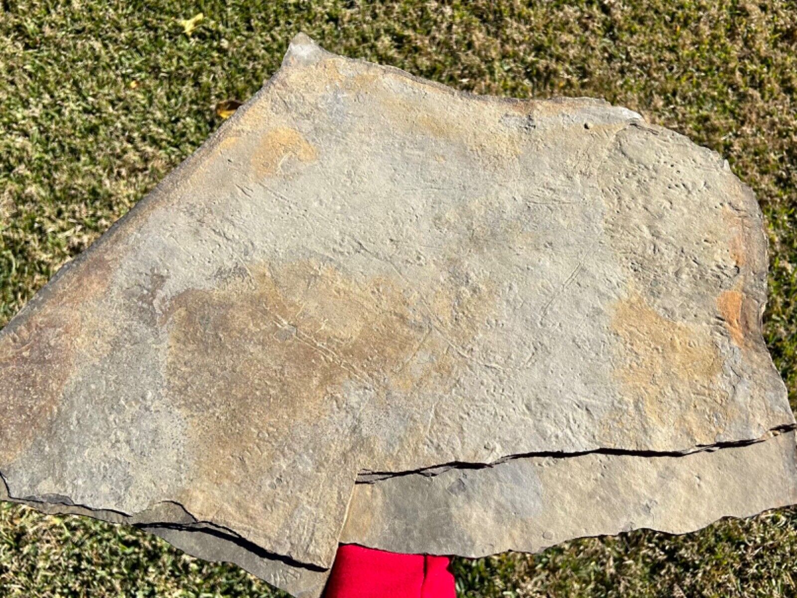 Pennsylvanian Age Amphibian Tracks & Tail Drag Plate Footprints Oklahoma Fossils