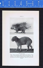 African Porcupine, Capybara & Lemming (Rodents) -1934 Scientific Print picture