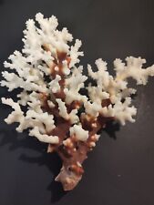 Large Natural White Coral Vintage  picture