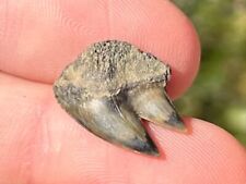 NICE Belgium Fossil Cow Sharks Tooth Hexanchus griseus Rare Pliocene Age picture