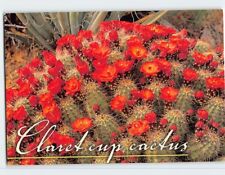 Postcard Claret Cup Cactus  Echinocereus Triglochidiatus Hedgehog picture