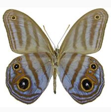 Chloreuptychia agatha blue purple verso butterfly Peru unmounted wings closed picture