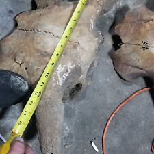 24 inch across xl prehistoric bison skull arknsas river find oklahoma picture