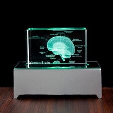 Human Anatomical Model Crystal Laser Brain Sculpture Cube Science Figurines Gift picture