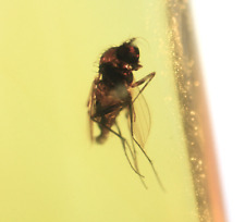 Prehistoric Insect Trapped in Amber Millions of Years Old picture