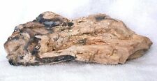 8 Lb.1.26 Ounce AAA Goose Creek Nevada Petrified Fossil Wood Limb Specimen 8941 picture